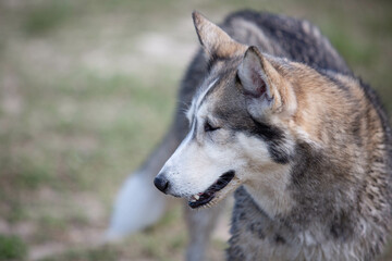 Naklejka na ściany i meble Husky Wolf hybrid dog at a lake dog park