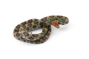 100 Flower rat snake isolated on white background