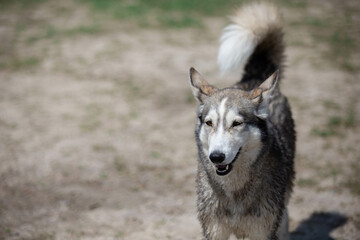 Husky Wolf hybrid dog at a lake dog park