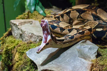 Phyton with open mouth and teeth