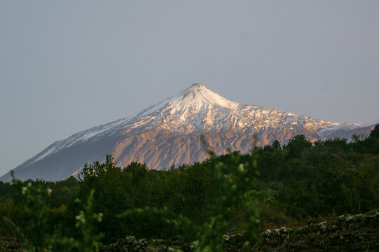 View of Mount Teide with green bushes in foreground