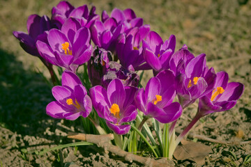 Spring- Szczecin crocuses in Jasne Błonia in Kasprowicz Park. Beautiful krocuses - Spring crocus (Latin Crocus vernus)