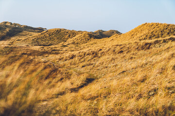danish dune in sunshine