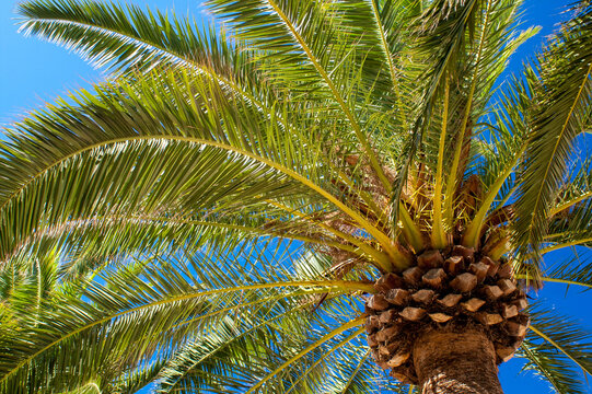 Palm tree with green fronds against blue sky