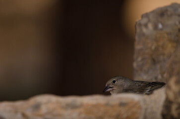 Tenerife blue chaffinch Fringilla teydea. Female drinking water. Las Lajas. Vilaflor. Corona Forestal Natural Park. Tenerife. Canary Islands. Spain.