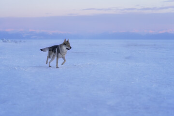 Naklejka premium Portrait of a crossbreed dog and wolf running on frozen lake at sunset. Mountans on background. Beautiful natural background.