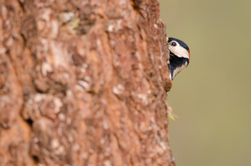Great spotted woodpecker Dendrocopos major canariensis. Male behind a Canary Island pine. Las...
