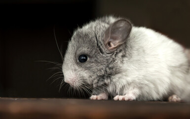Our little white chinchilla with gray head looks ahead