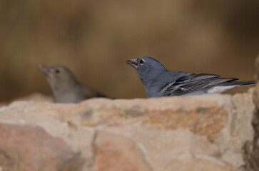Tenerife blue chaffinches Fringilla teydea. Male drinking water and female in the background. Las Lajas. Vilaflor. Tenerife. Canary Islands. Spain.