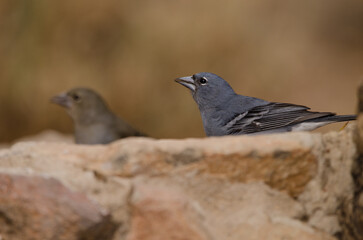 Tenerife blue chaffinches Fringilla teydea. Male drinking water and female in the background. Las Lajas. Vilaflor. Tenerife. Canary Islands. Spain.