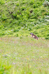 View of marmot