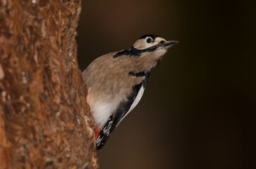 Great spotted woodpecker Dendrocopos major canariensis. Male. Las Lajas. Vilaflor. Corona Forestal Natural Park. Tenerife. Canary Islands. Spain.