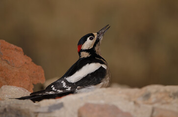Great spotted woodpecker Dendrocopos major canariensis. Male drinking water. Las Lajas. Vilaflor. Tenerife. Canary Islands. Spain.