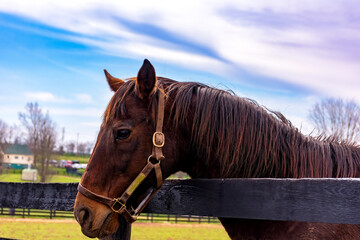 closeup of a horse in the corral