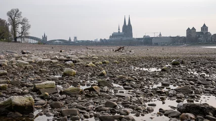 Fotobehang Drought in Germany, low water on Rhine river © alfotokunst