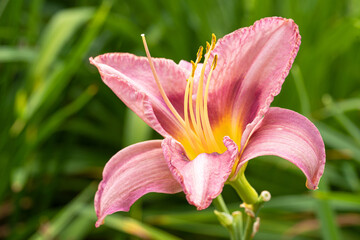 Day lily, Hemerocallis