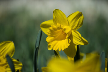 Obraz premium Closeup of yellow daffodils in a public garden