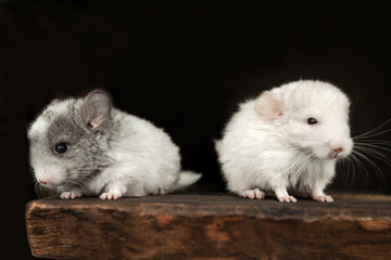 Two chinchillas, gray and white, look in different directions