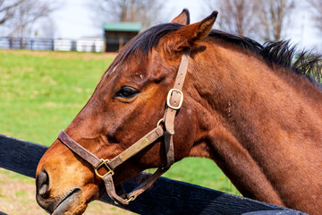 chestnut horse in the corral