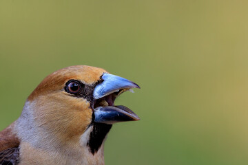 Kernbeisser mit weit geöffnetem Schnabel