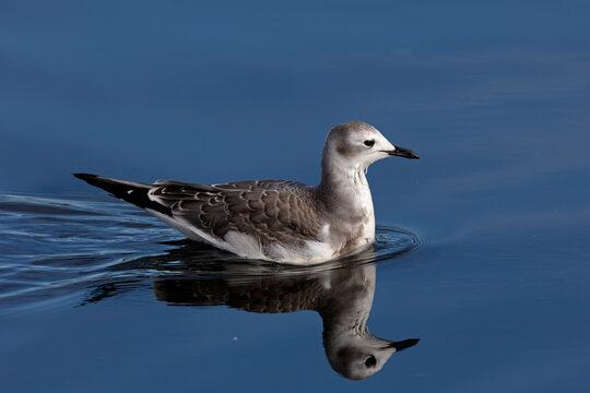 Portrait of a juvenile Sabine's Gull on lake during fall migration.
