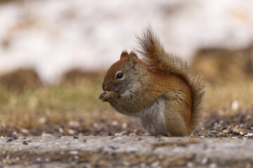 Naklejka na ściany i meble Red Squirrel on the ground eating seed. Captured in Richmond Hill, Ontario, Canada.
