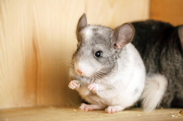Our little white chinchilla with gray head looking at the camera, eats