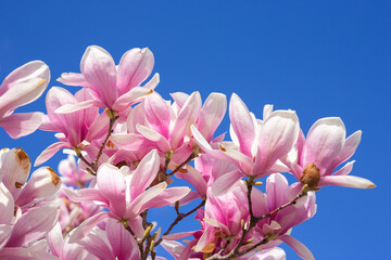 pink magnolia blossom