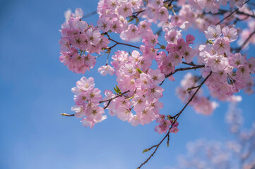 淡いピンクのソメイヨシノと青空
