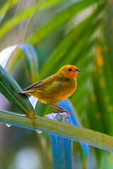 Earth canary perched on a leaf.