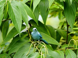 The azure-shouldered tanager (Thraupis cyanoptera), locally called sanhaçu, is a species of bird in the family Thraupidae. It is found in the Atlantic Forest of eastern Brazil. Manaus - AM, Brazil