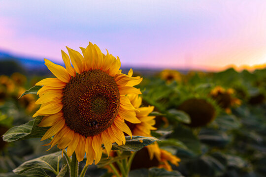 Sunflower At Sunset Essence Of Summer