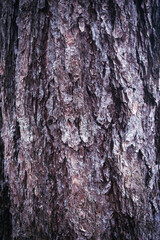 tree cure in the forest