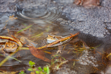 small frog with frogspawn on the surface of the pond