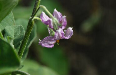 Eggplant vegetable plant branch.