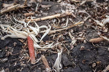 Corn field after harvest with strewn stover over disced soil.