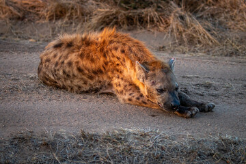 Spotted hyena laying down in the sun.
