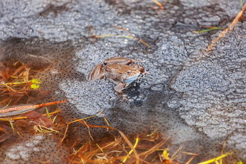 small frog with frogspawn on the surface of the pond