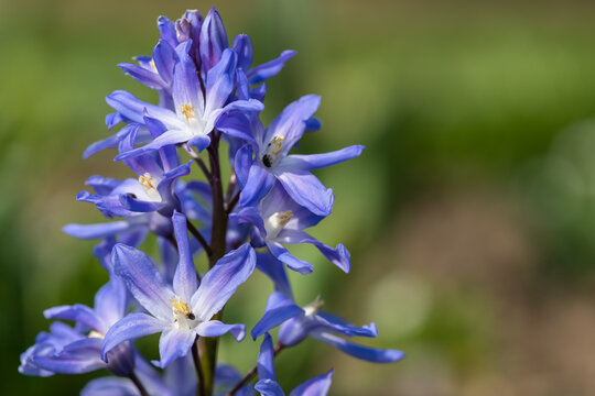 Glory of the snow ((scilla forbesii) flowers in bloom