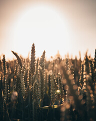 wheat field at sunset