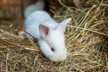 Little cute fluffy white rabbit eats hay in a cage. Life on the farm.