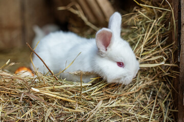 Little cute fluffy white rabbit eats hay in a cage. Life on the farm.