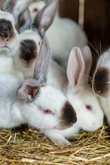 Many young white and black rabbits with their mother in cage. Life on farm.