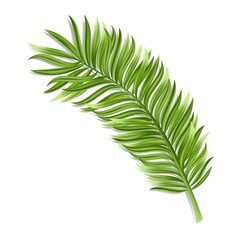 Tropical palm leaf isolated on white background. Realistic green summer plant. Vector illustration