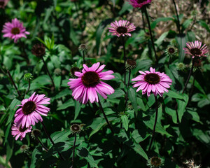 Fototapeta premium pink flowers in the garden