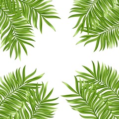 Fototapeta na wymiar Tropical palm leaf isolated on white background. Realistic green summer plant. Vector illustration