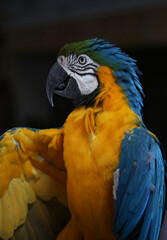 parrot