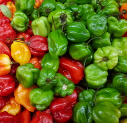 Obraz na płótnie Canvas Pile of hot spicy habanero chili peppers. Varying stages of ripeness. Green, orange, red. Fresh harvest crop from garden or farm. Capsicum perennial flowering plant. High intensity Scoville spice unit