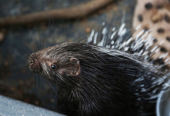 porcupine