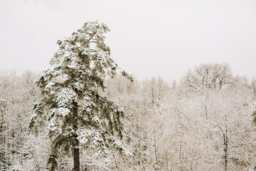 Winter landscape in colorful sunlight. Dramatic winter scene. The World of Beauty National Park. Retro style filter. Happy New Year. Snow Forest